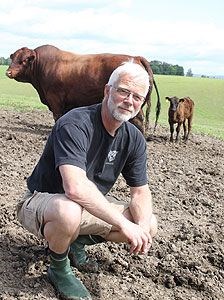 Rød angus hos Trond Qvale