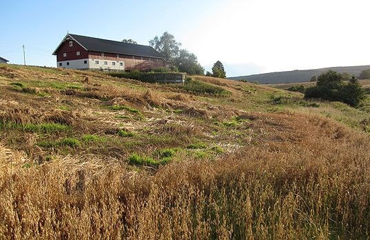 Skadet havreåker