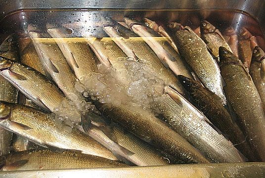Sik fiska i Fyresvatn