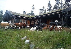 Hytteplen