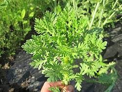 Shungiku salat