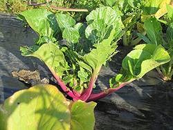 Prize Choi salat