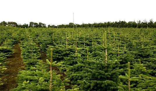 Juletrefelt