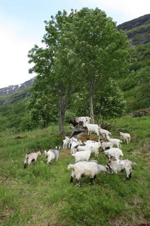 Geiter på beite, Geiranger.