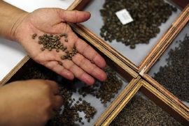 Seeds from Colombia.