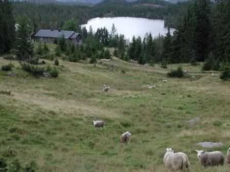Sauer på beite