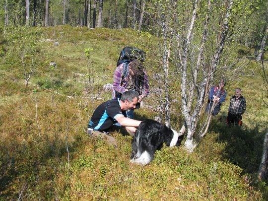 Kadaversøkende hund