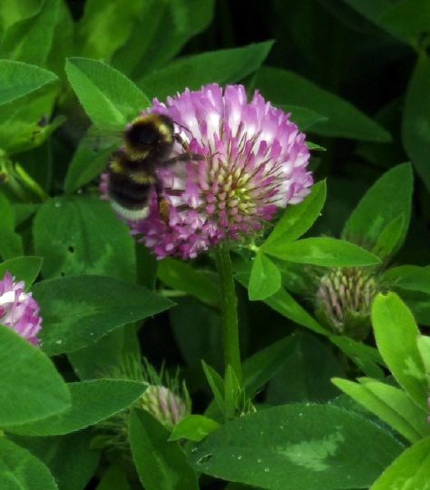 Humle på rødkløverblomst