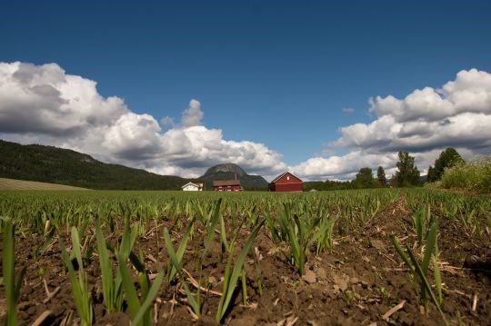 Gårdsbruk