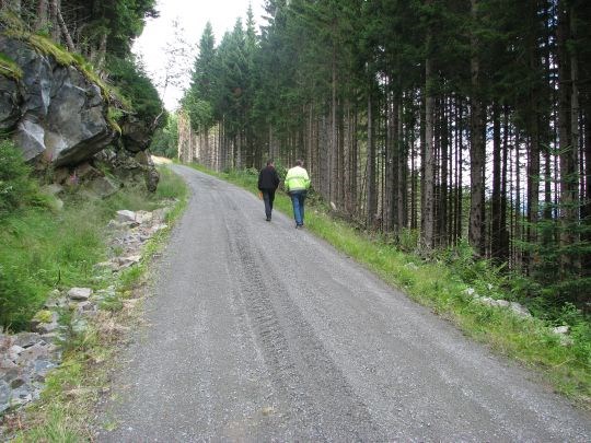 Skogsbilveg