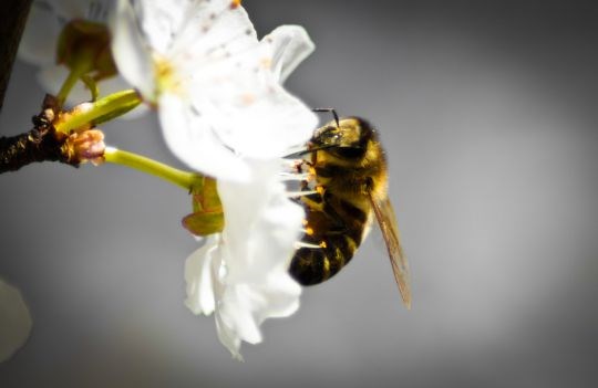 Bie på frukblomst
