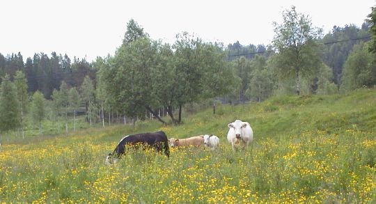Ammekuer på overgrodd beite.