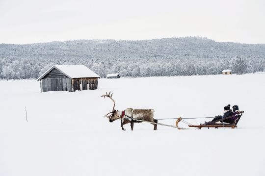 Kjøring med rein