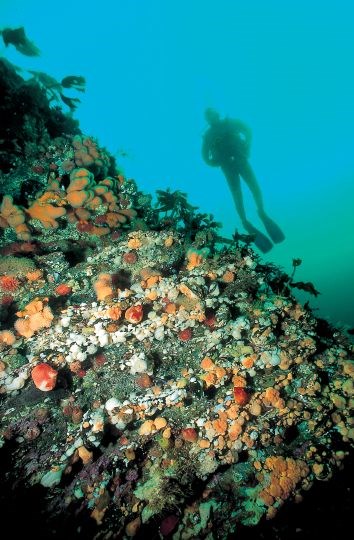 Bilete frå Saltstraumen, som er eit av dei marine verneområda (Foto: Erling Svensen)