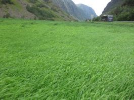 Fornying av eng - Våtedalen 3. august 