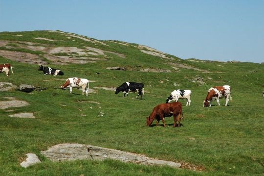 Beite frå Rennesøy.