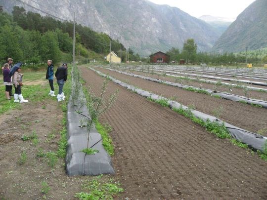 Nyplanta felt av tindved i Lærdal. 