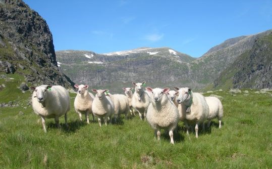 Sau på fjellbeite. 