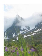 Fjellblomst fra Finnmark