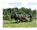Hest og vogn