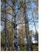 Skog. Foto: LMD