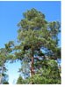 Skog, Foto: LMD