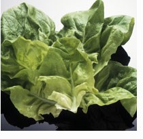 Salat, Foto: Jan Djenner, Samfoto