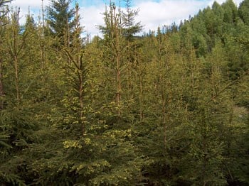 Midt i granskogen. Foto: Nils Erik Hirsch.