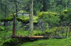 Gammel naturskog. Foto: Naturarkivet