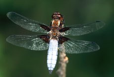 Bred blålibelle. (Libellula depressa).Denne vakre øyestikkeren står på Direktoratet for naturforvaltnings rødliste over truete og sårbare arter. © Ove Bergersen/Samfoto