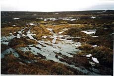 kjørespor - barmark