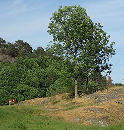 Uttørka beite i Grimstad i juni 2008. Foto: Kjellfrid Straume