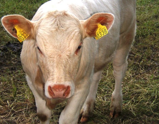 Fylkesnytt: Charolais. Foto: Fylkesmanmen