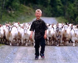 Gutt og geiter. Foto: Ola Rød