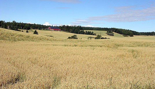 Havreåker i Aurskog-Høland