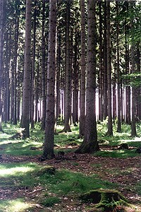 Granskog i Hedmark. Foto: Fylkesmannen i Hedmark