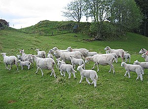 Sau på beite i lavlandet. Foto: Fylkesmannen i Hordaland