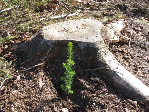 Plante ved stubbe