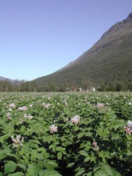 Potetåker, Grundnes ved Målselv. Foto: Kristin Sørensen, Landbruk Nord