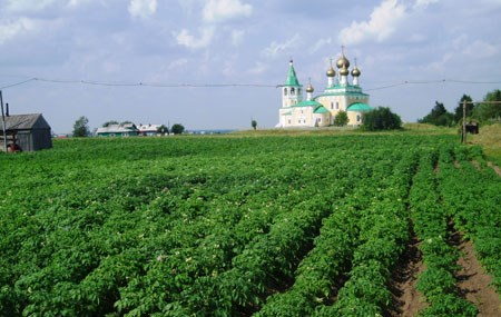 Poteter ved Arkhangelsk. Foto: FM Troms