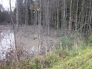 Store mengder jord og næringsstoffer på vei ut i sårbart vassdrag i Nannestad på Romerike