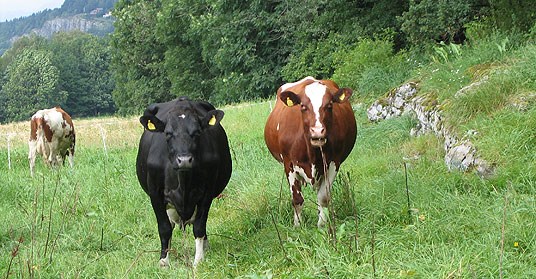 Kyr på beite. Foto: Aud Torild Stensrød