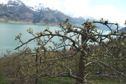 Næringsutvikling: Fruktblomstring i Hardanger. Foto: LMD