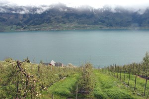 Kulturlandskap: Fruktblomstring i Ulvik i Hardanger. Foto: LMD