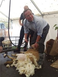 Landbruk: Lars Peder Brekk i VM i saueklypping. Foto: LMD