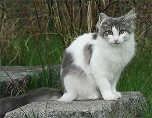 Katt