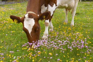 Ku i blomstereng