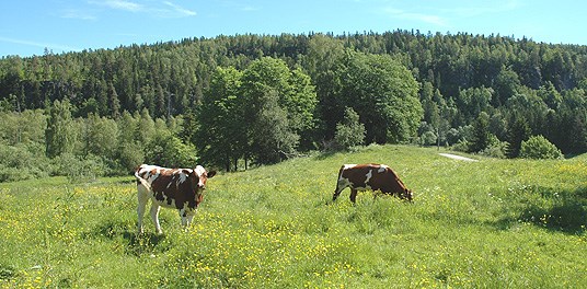 Mange truede arter og naturtyper er avhengig av aktiv skjødsel. Foto: LMD