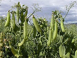 Det er gjennom egne proteinvekstprosjekter i Østfold, Akershus og i Vestfold at en har satt spesielt fokus på dyrking av erter (bildet) og åkerbønner. Foto: Unni Abrahamsen, Bioforsk
