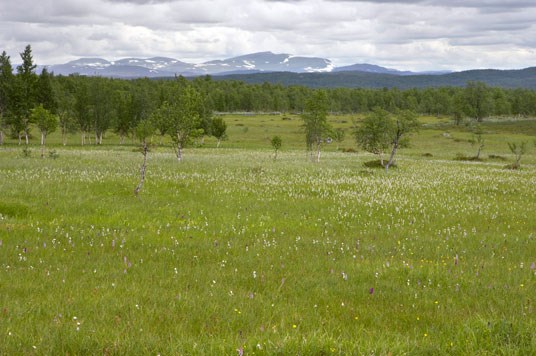 Næringsrik myr med mengder av orkideer. Rikmyr på Sølendet i Røros kommune. Foto: Tore Wuttudal/Samfoto.